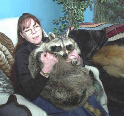 
Bandit, the world's heaviest raccoon, rests in the lap of Deborah 