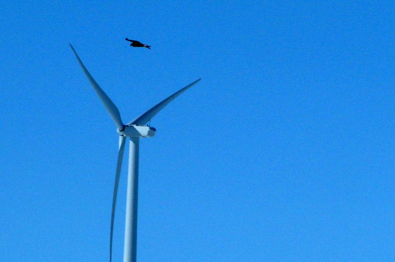 In this April 18, 2013, file photo, a golden eagle is seen flying over a wind turbine wind farm in Converse County Wyo. (Dina Cappiello / Associated Press)