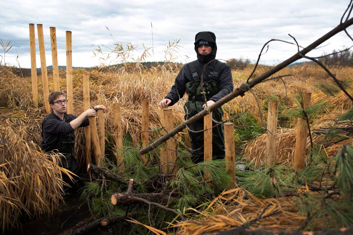 Nathan Hahne, left, hands Carter Hill a pine bough that will be used to build a beaver dam analog near Newman Lake, Wash on Oct. 28, 2021.  (Eli Francovich/The Spokesman-Review)