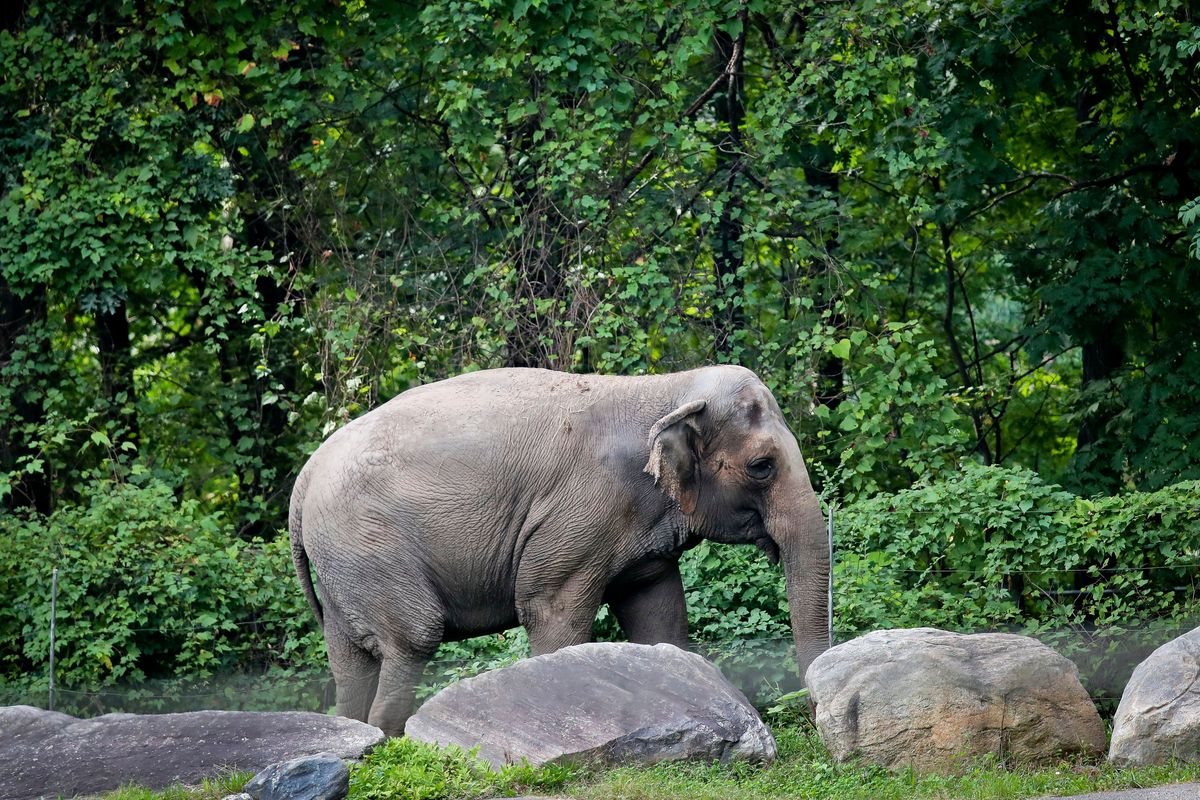 In this Oct. 2, 2018 file photo, Bronx Zoo elephant “Happy” strolls inside the zoo’s Asia Habitat in New York.  (Bebeto Matthews)