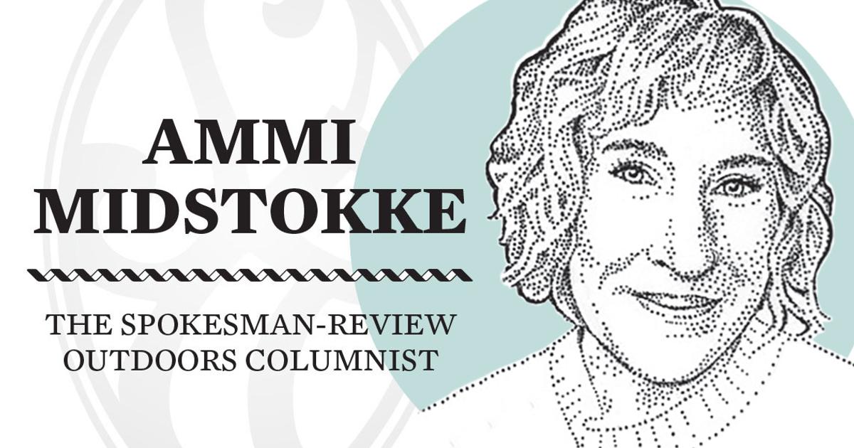Dogs, Banjos, and Cake: Palliatives for a burning world | Ammi Midstokke