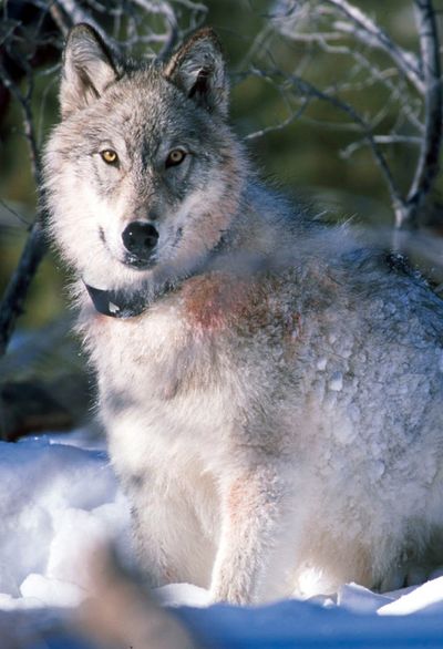 Gray wolves are protected in Washington. (Associated Press)