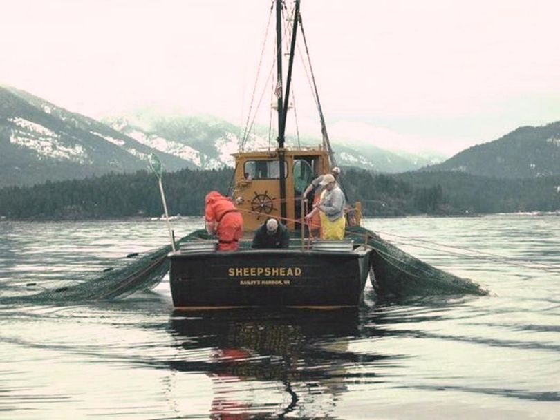 Commercial gillnetters will be employed in March-May, 2013, to help sample the Priest Lake mackinaw population for a research project involving Idaho Fish and Game, the Kalispel Tribe and University of Idaho College of Natural Resources. (Idaho Department of Fish and Game)