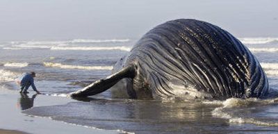 
An unidentified man touches the tip of a fin of a dead humpback whale that washed up on the Long Beach Peninsula near Klipsan Beach, Wash., on Thursday morning. 
 (Associated Press / The Spokesman-Review)