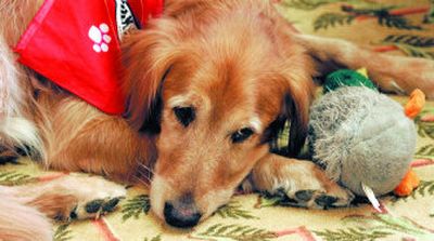 
 Golden retrievers are one of the breeds that are susceptible to hip dysplasia.
 (Associated Press / The Spokesman-Review)