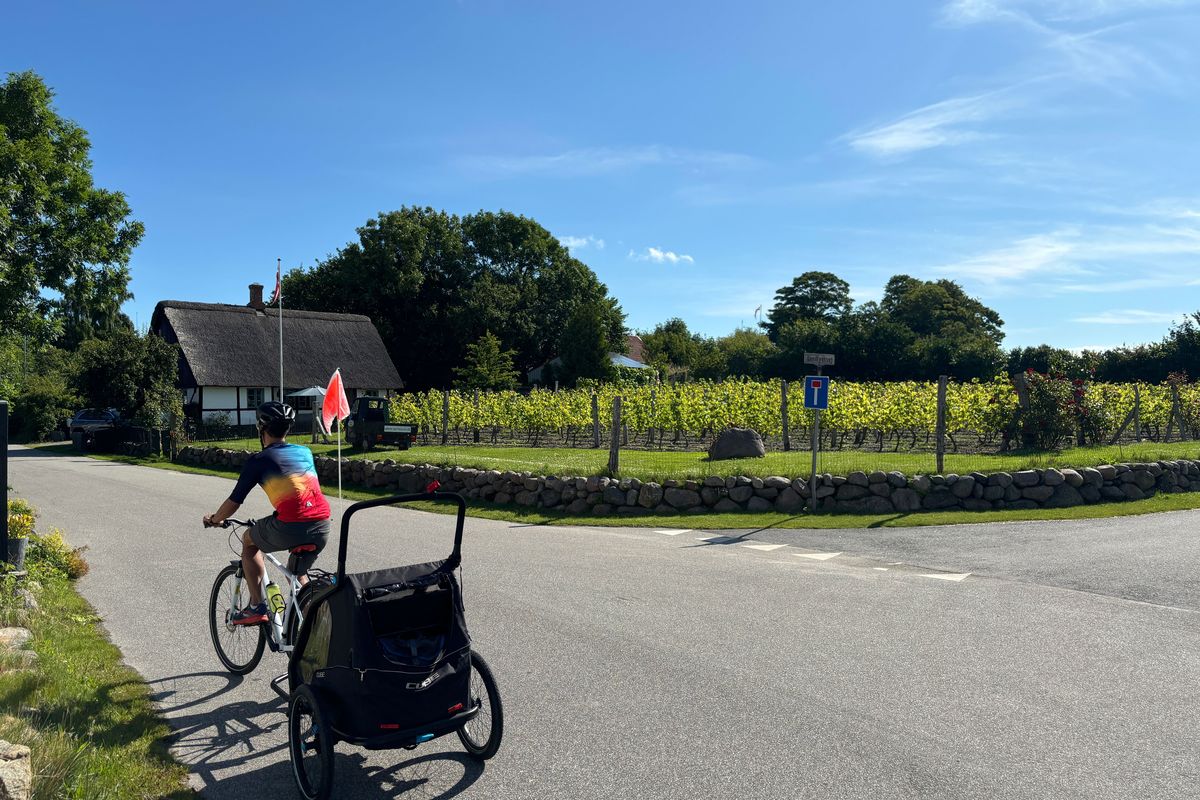 Cycling past a vineyard on Samsø island. MUST CREDIT: Edward Russell  (Edward Russell/Edward Russell)