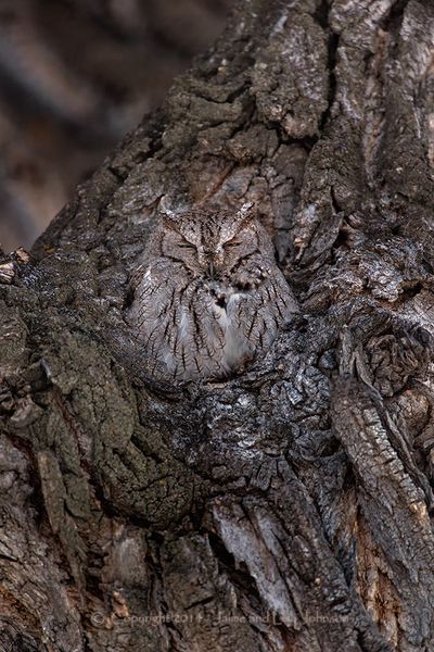 Western screech owl. (Jaimie Johnson)