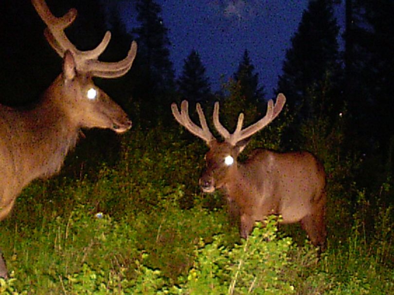 Elk in velvet are captured in June 2011 by a motion activated trail cam tended in Northeastern Washington by Kevin Scheib of Colville. (Courtesy photo)