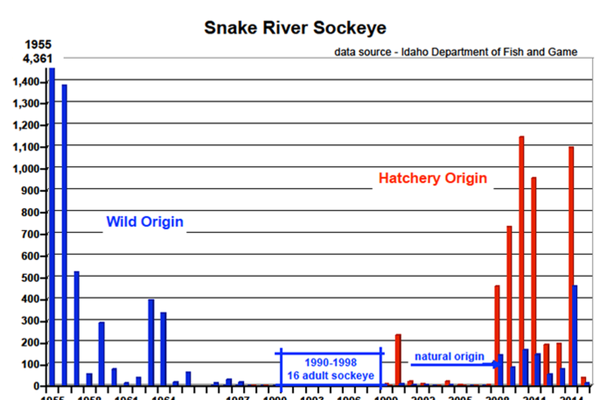 Chart puts wild sockeye runs in perspective with larger hatchery runs. 
 (Bert Bowler / Save Our Wild Salmon)