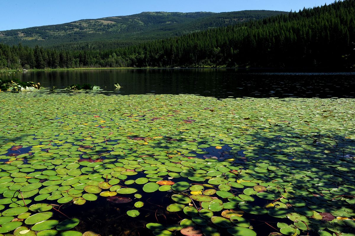 Lily pads line the shore of Brush Lake, where staff and volunteers helped the U.S. Forest Service create a six-mile loop trail. (Kathy Plonka)