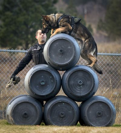 Spokane police Officer Paul Buchmann runs new police K-9 Talon through the paces on an obstacle course at the Spokane Police Academy. After 10 weeks of training, Buchmann and Talon, and Spokane sheriff’s Deputy handler Tyler Kullman with K-9 Deacon, graduated as certified K-9 patrol officers Wednesday. (Colin Mulvany)