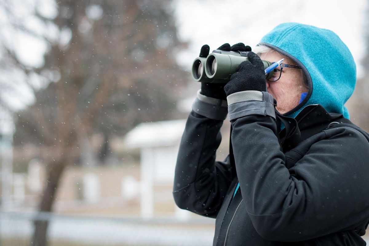 Lisa Langelier scans a field west of Cheney on Sunday Dec. 15, 2019 during the Audubon Society