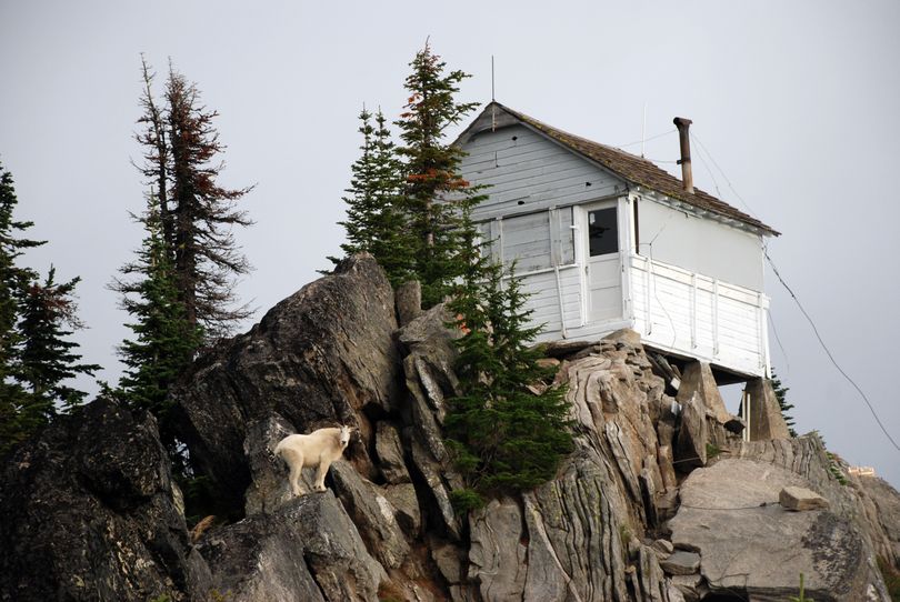 A mountain goat greets volunteers assembling at sunrise for a work party at Mallard Peak lookout in the St. Joe National Forest. (Rich Landers / The Spokesman-Review)
