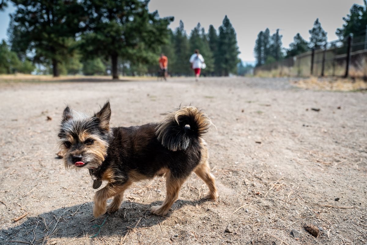 A dog enjoys an off-leash experience at the South Hill dog park behind Mullan Road Elementary School, Aug. 20. The dog park will soon be closed to make room for a new middle school. Dog owners had been promised some of that land, but it turns out that it’s unusable because it is a former landfill site.  (COLIN MULVANY/THE SPOKESMAN-REVI)