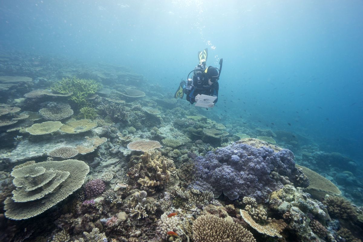 In this undated photo provided by the Great Barrier Reef Marine Park Authority, a diver monitors the health of the Great Barrier Reef off the Australian coast. Australia on Friday, July 23, 2021, garnered enough international support to defer for two years an attempt by the United Nations