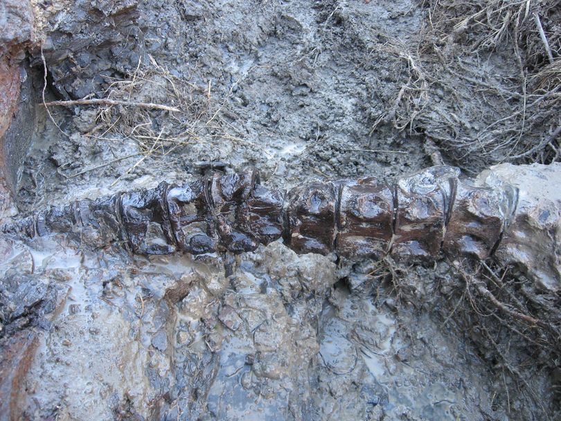 This is one of the photos bowhunter Dave Bradt snapped of the fossilized neck vertebrae of what paleontologists think is a plesiosauer --  la ong-necked, four-finned aquatic reptile that once roamed the Charles M. Russell Wildlife Refuge when it was part of a vast inland sea -- the Cretaceous Seaway of North America -- roughly 75 million years ago. (Dave Bradt)