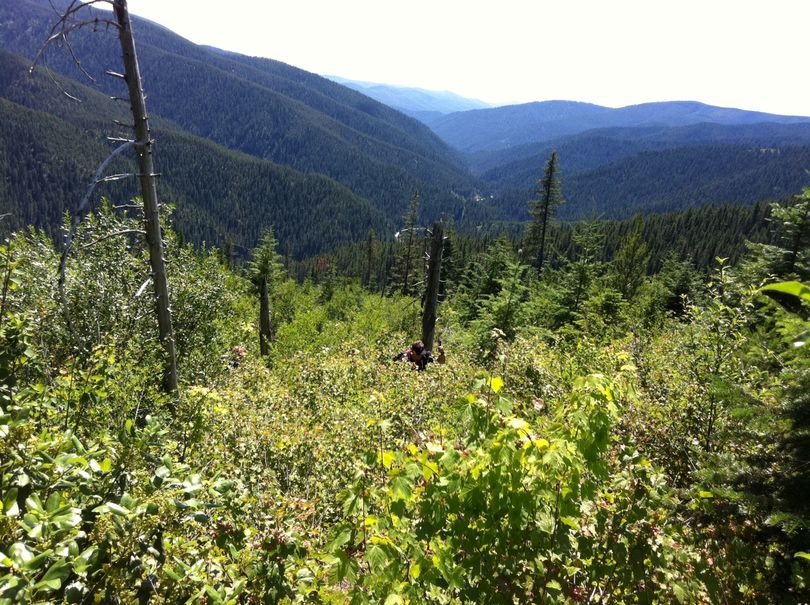 A course official checks out an off trail portion of the Expedition Idaho route through North Idaho in July 2011. (Expedition Idaho)