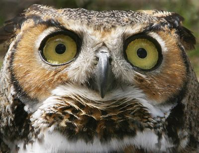 Great horned owl. (Associated Press)