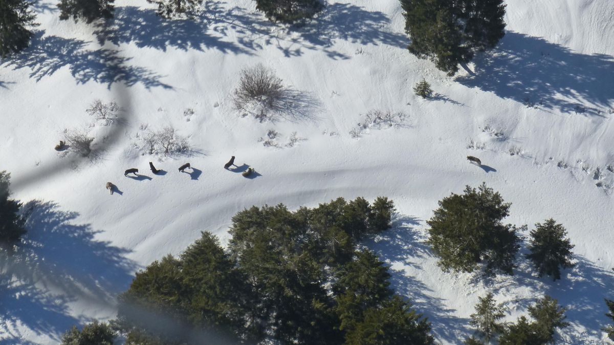 Judge dismisses parts of 2018 wolf lawsuit SWX Right Now
