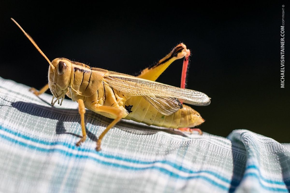 Grasshoppers are a reliable trout food for fly fishers to imitate during summer. (Silver Bow Fly Shop)