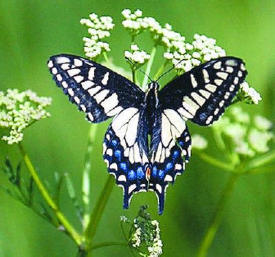 
Certain plants will beckon and feed butterflies in your yard.
 (File Associated Press / The Spokesman-Review)