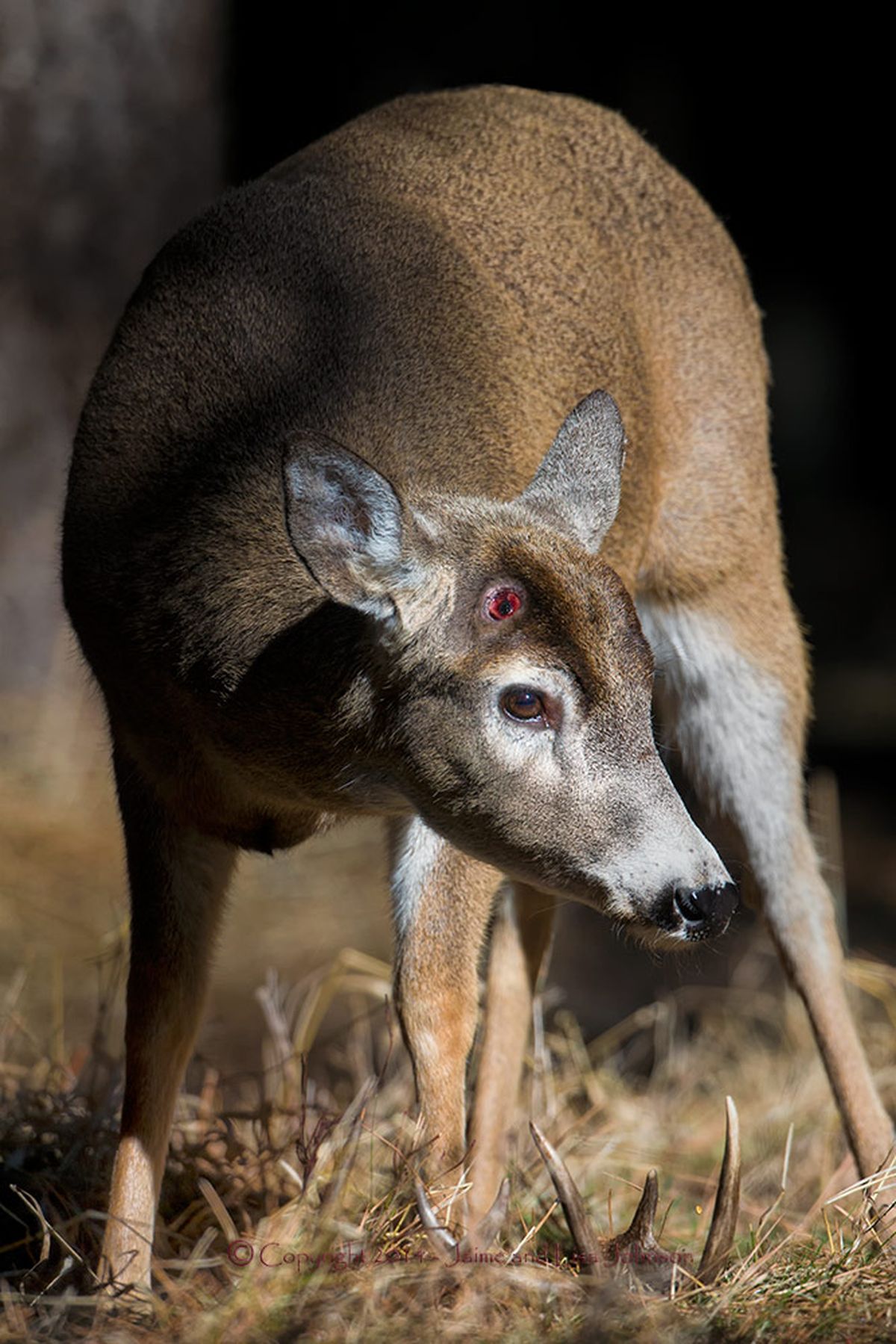 A whitetail buck stands over the antlers it has just shed in late February in the annual cycle for antlered big game. The buck will soon be sprouting new and probably larger antlers. 
 (Jaimie Johnson)