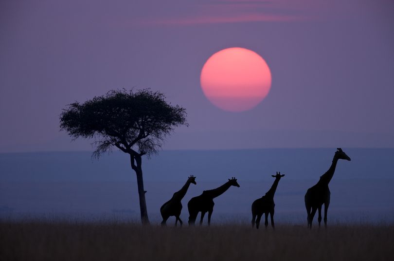 Giraffes by photographer Darell Gulin. (Darell Gulin)