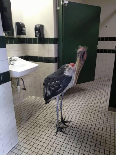 This Oct. 6, 2016, photo provided by the St. Augustine Alligator Farm and Zoological Park shows a marabou stork in a restroom at the facility in St. Augustine, Fla. The zoo said it moved all of its birds and mammals inside ahead of Hurricane Matthew's arrival. (Gen Anderson / St. Augustine Alligator Farm and Zoological Park via AP)