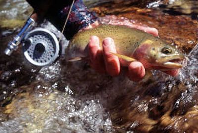 
Cutthroat trout must be released throughout the Spokane drainage. 
 (File / The Spokesman-Review)