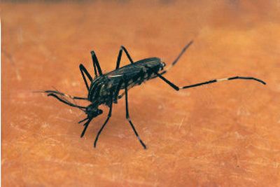 
Most of the mosquitoes we see in the summer spend the winter as eggs laid in or near water. Think of them as millions of warm-weather time bombs. 
 (AP / The Spokesman-Review)