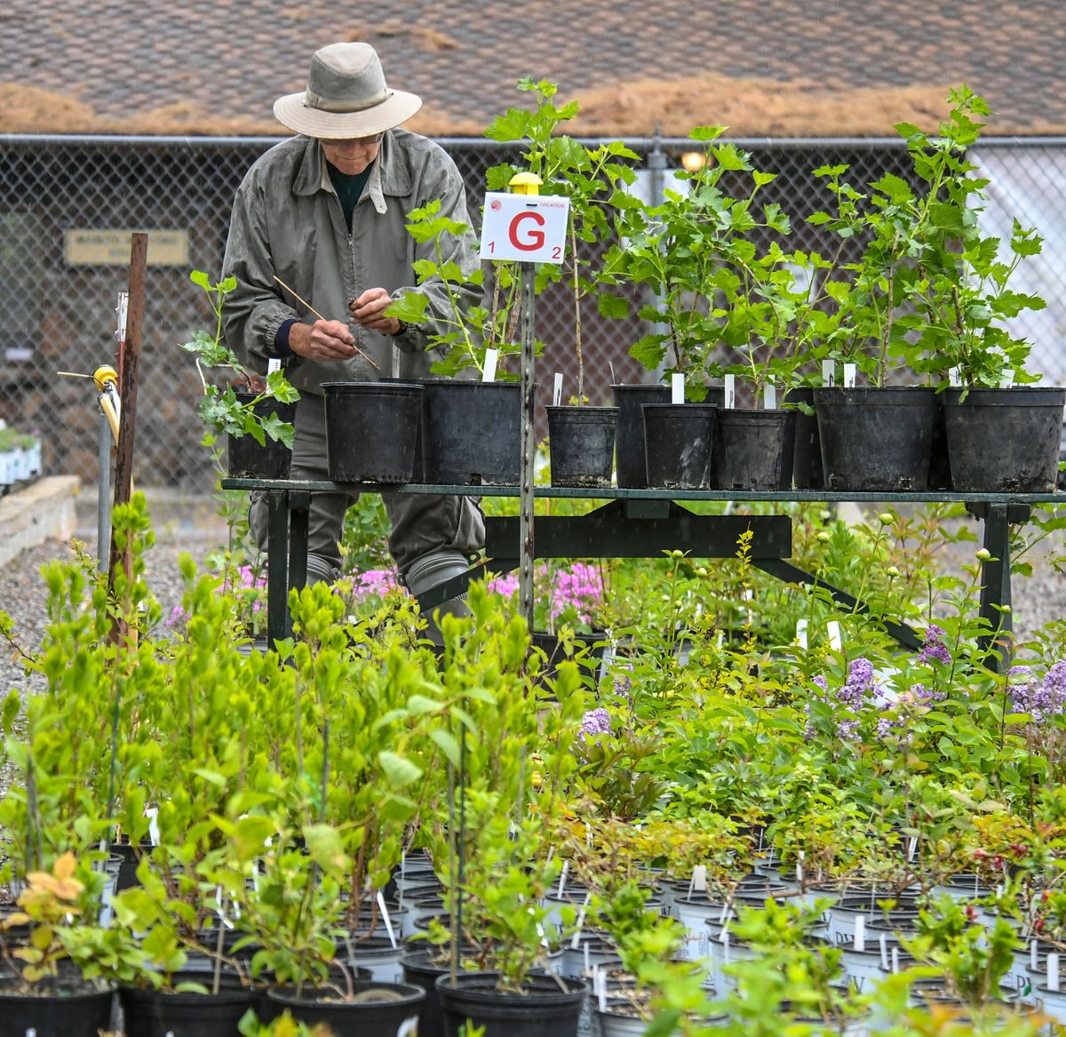 Greg Taylor works with jostaberry plants, which are a cross between a gooseberry and blackcurrant plant, during preparations Wednesday, May 19, 2021, for the Friends of Manito Plant Sale in June.  (Dan Pelle/The Spokesman-Review)