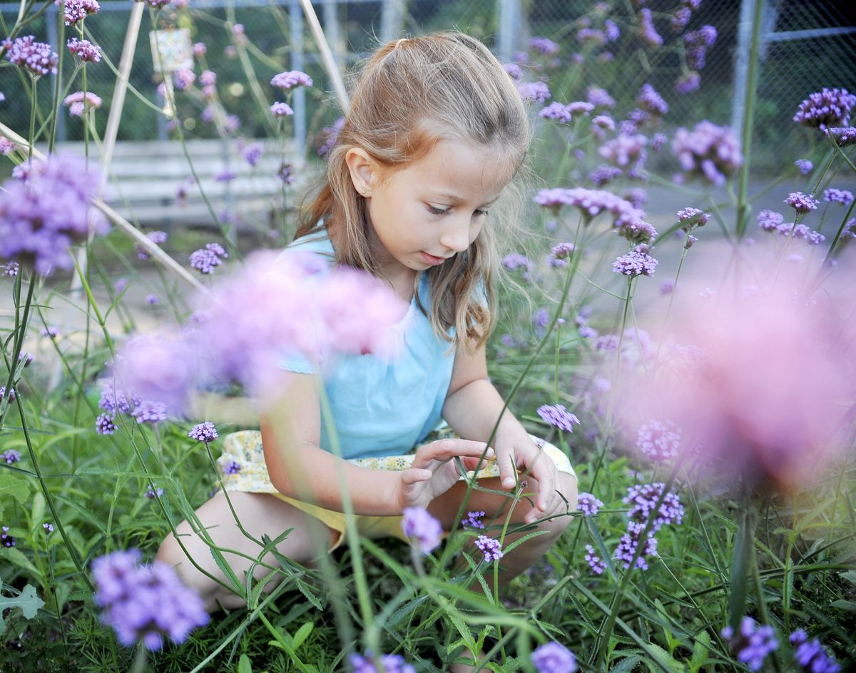  Lydia Ghozeil looks for evidence of fairies in a bed of flowers at Hoover Elementary School in Corvallis, Ore., on Oct. 5. Part of her hypothesis is that  fairies  leave their dust in the petals.  (Associated Press)