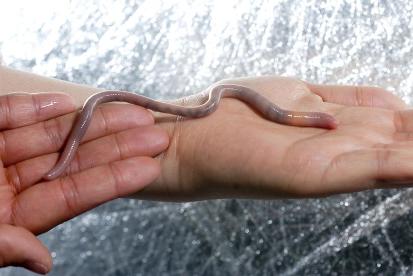 In this April 12 photo provided by the University of Idaho, an adult giant Palouse earthworm is 10 to 12 inches long.  (Associated Press)