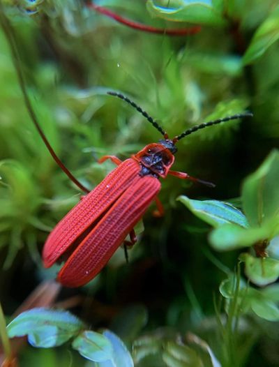 A red net-winged beetle photographed near Tacoma uses its showy color to keep predators away.  (Christopher Brett Hamburger)