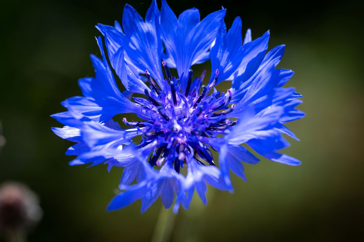 A cornflower bloom is one of the many wildflowers that grow in Louise Butler’s yard on South Adams Street.  (COLIN MULVANY/THE SPOKESMAN-REVI)