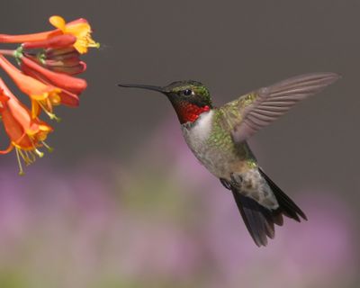 A male ruby-throated hummingbird, always a welcomed visitor, feeds at a honeysuckle plant. (Associated Press)