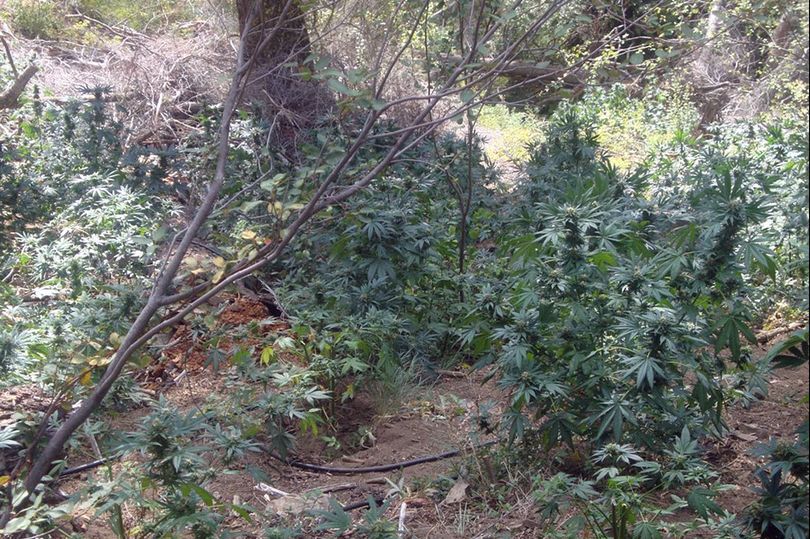 These marijuana plants were reaching maturity before being seized this year from the Okanogan National Forest. Courtesy of DEA (Courtesy of DEA / The Spokesman-Review)