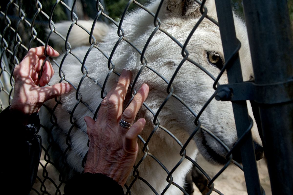 Nancy Taylor pets one of the wolves at her 50-acre property in Cocolalla, Idaho, on Tuesday. She is in a protracted legal battle with the Idaho Department of Fish and Game, which says she has violated her permit to allow public viewing of her captive wolves. (Kathy Plonka)