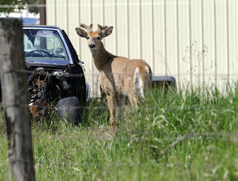 A buck looks over the fence Friday at a half-acre in Dalton Gardens  where a community-supported agriculture project is taking shape. The abundance of deer is a  hazard of gardening in North Idaho. (Jesse Tinsley)