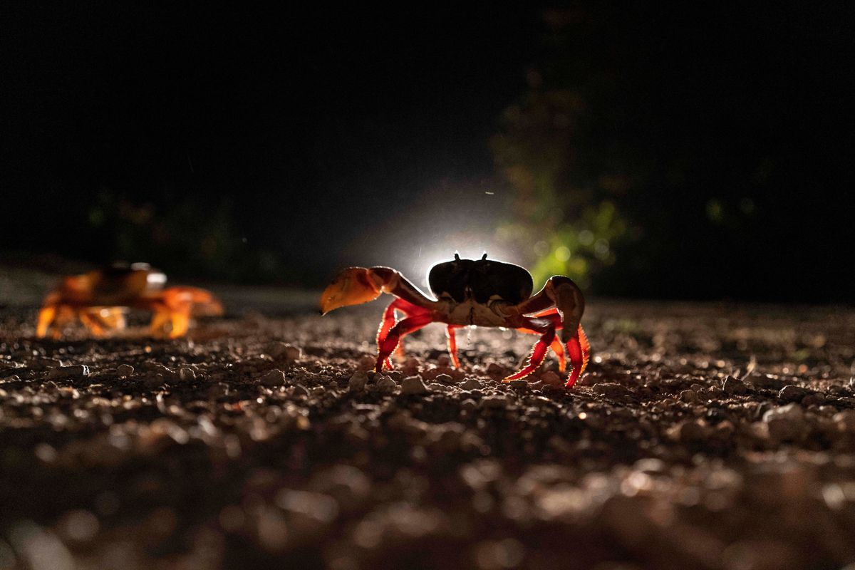 Crabs cross a road in Giron, Cuba, Sunday, April 10, 2022. Millions of crabs emerge at the beginning of the spring rains and start a journey to the waters of the Bay of Pigs to spawn in a yearly migration.  (Ramon Espinosa)