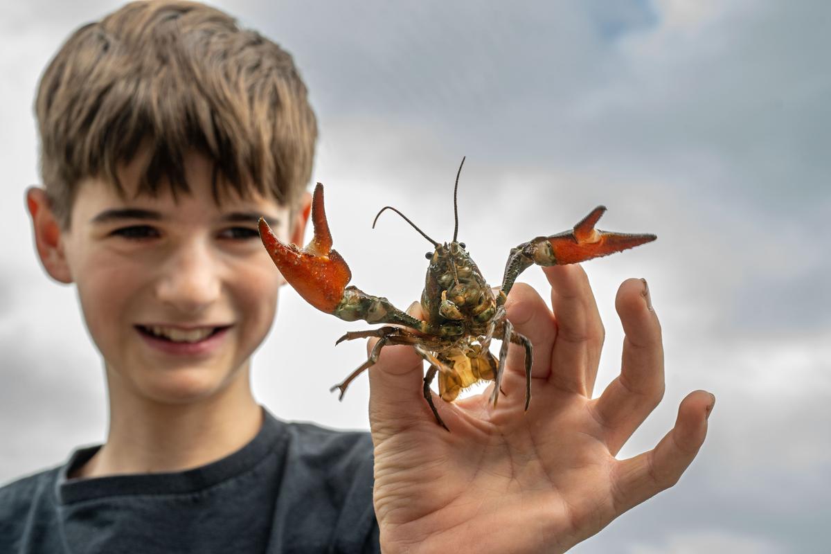 Gabe Allison, 11, holds up a crawdad that he scooped into a fishing net from the Spokane River on Tuesday in Spokane’s Riverfront Park. He and brother Ian, 9, gave the freshwater crustacean a good examination before returning it safely to the river.  (COLIN MULVANY /THE SPOKESMAN-REVIEW)