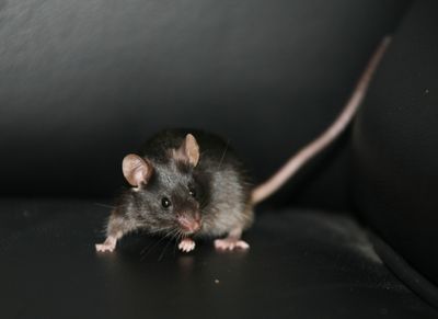 This undated handout photo provided by the journal Nature shows a live mouse produced from stem cells that were coaxed from skin tissue of adult mice.  (Associated Press / The Spokesman-Review)