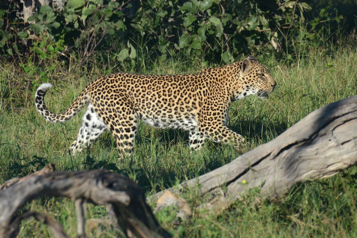 Leopards usually hunt alone, mostly at night. Because they are strong climbers, and their enemies the lion and hyena are not, leopards spend much of their time in the safety of trees. They even drag their prey up in a tree where they can feed in peace.  (Rich Landers/For The Spokesman-Review)