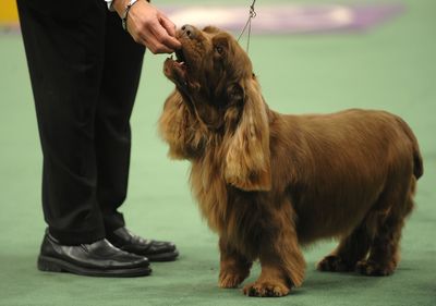 Stump, a Sussex spaniel,  won best in show at the 133rd annual Westminster Kennel Club Dog Show in New York, on Tuesday.  (Associated Press / The Spokesman-Review)