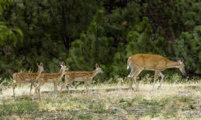 
Keep your distance from wildlife on your property.
 (File/ / The Spokesman-Review)