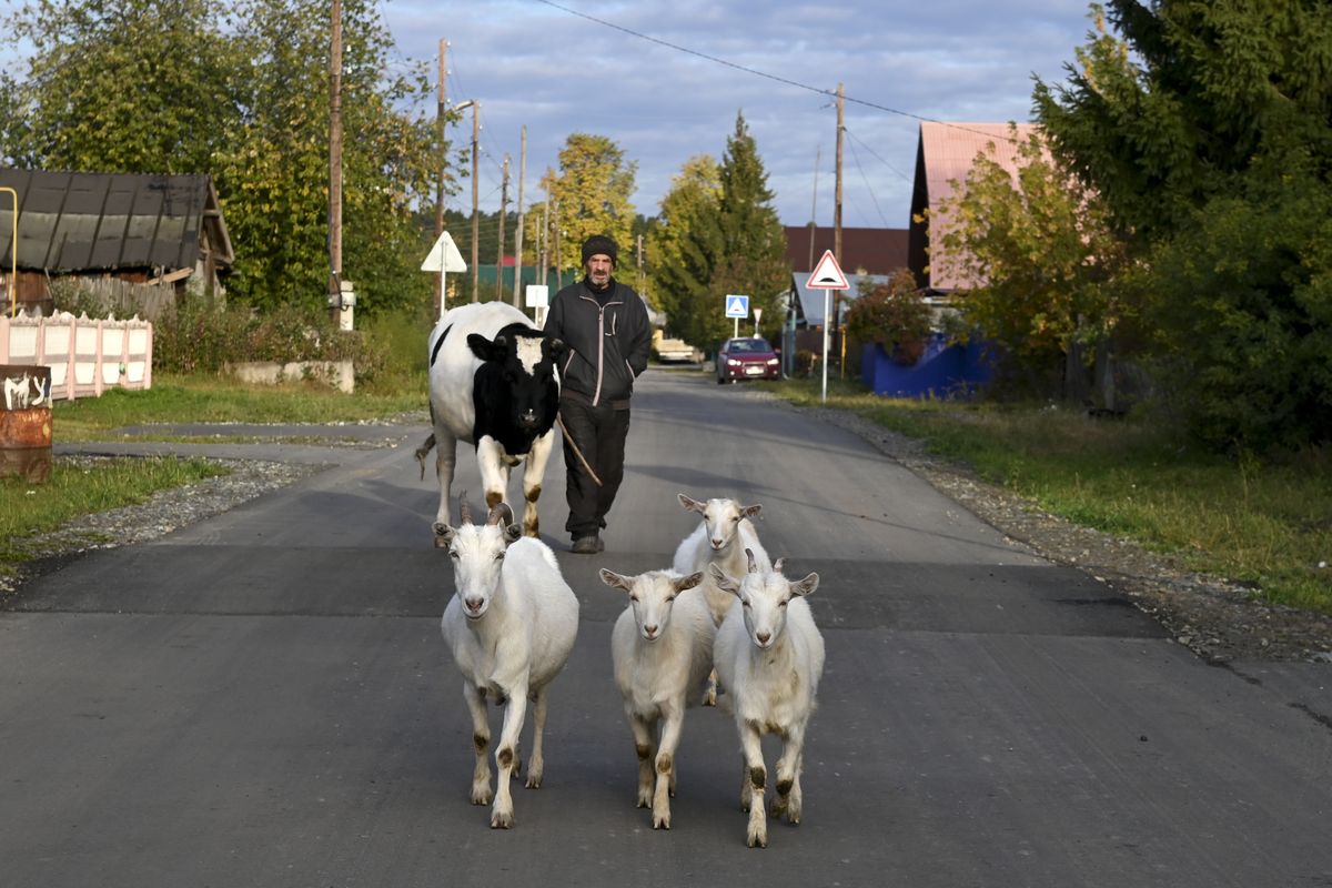 Nikolai, a local citizen drives his animals out to the pasture on his way to vote at a polling station during the Parliamentary elections in Bogandinskoye village in Tyumen region, Russia, Saturday, Sept. 18, 2021.  (Bogandinskoye)