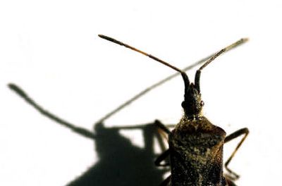 A stink bug makes tracks around a North Idaho home as cold autumn air has forced many insects inside homes to seek refuge. 
 (Brian Plonka / The Spokesman-Review)