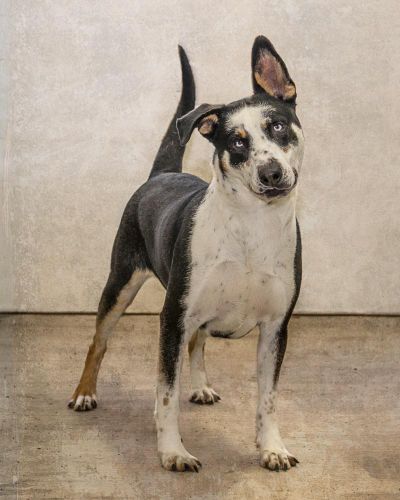 Gage, a smooth-coated collie, needs a home. (Karen Fosberg / Courtesy photo)