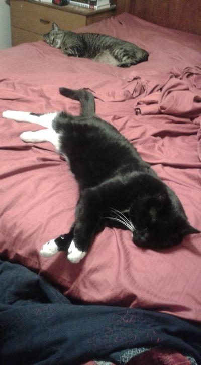 Thor, Milo and the unmade bed