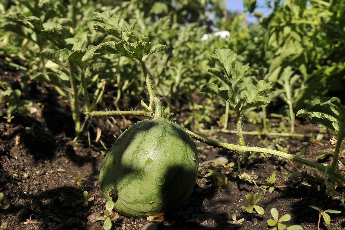 A watermelon grows in the community garden at All Saints Lutheran Church in Browne’s Addition in 2012. (Jesse Tinsley / The Spokesman-Review)
